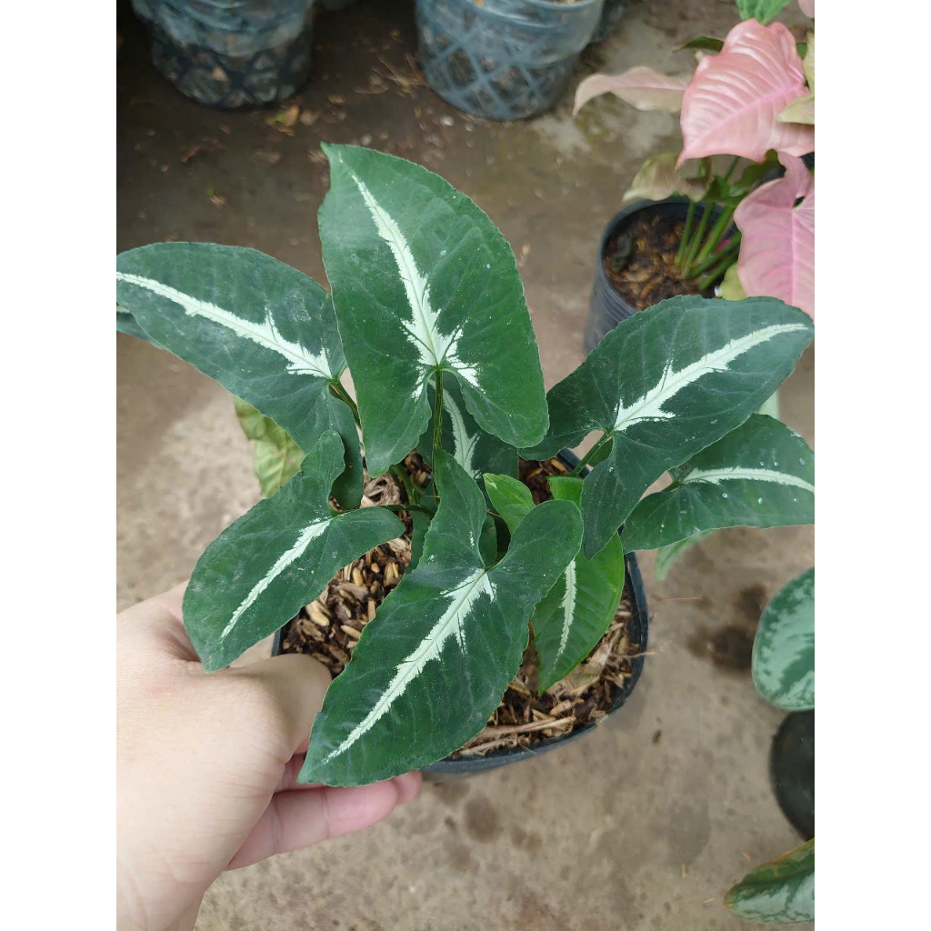 Combo cây trầu bà (nhiều loại, giống mới) chậu cây cảnh trong nhà trang trí tạo không gian xanh mát