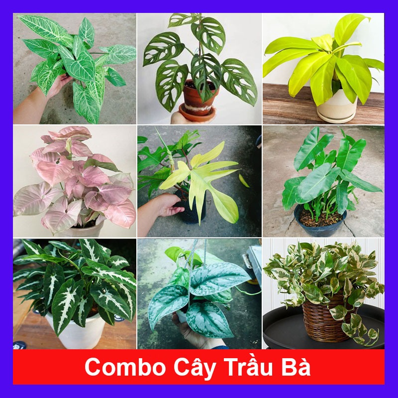 Combo cây trầu bà (nhiều loại, giống mới) chậu cây cảnh trong nhà trang trí tạo không gian xanh mát