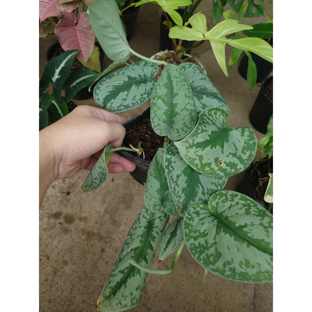 Combo cây trầu bà (nhiều loại, giống mới) chậu cây cảnh trong nhà trang trí tạo không gian xanh mát
