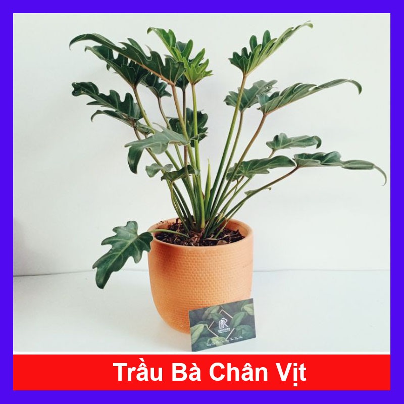 Cây trầu bà chân vịt - Cây cảnh trong nhà