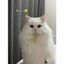 GIÁ HỦY DIỆT-Hạt nina cat cho mèo Giá Rẻ mix ruốc