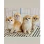 GIÁ HỦY DIỆT-Hạt nina cat cho mèo Giá Rẻ mix ruốc