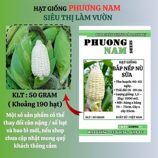 50 Gram - Hạt Giống Bắp Nếp Nù Sữa Phương Nam