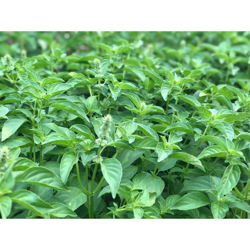 Hạt É Chế Biến Thức Uống Cao Cấp - 500g