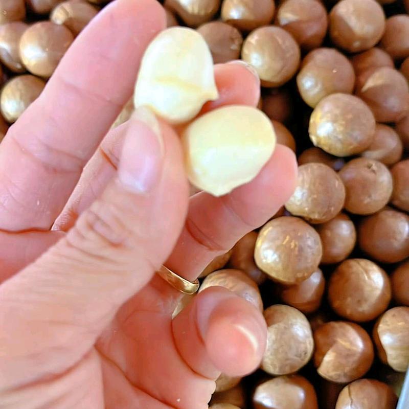 Hạt Mắc Ca Nứt Vỏ Hạt To Cao Cấp - 500g