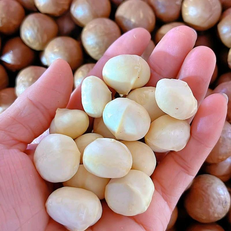 Hạt Mắc Ca Nứt Vỏ Hạt To Cao Cấp - 500g