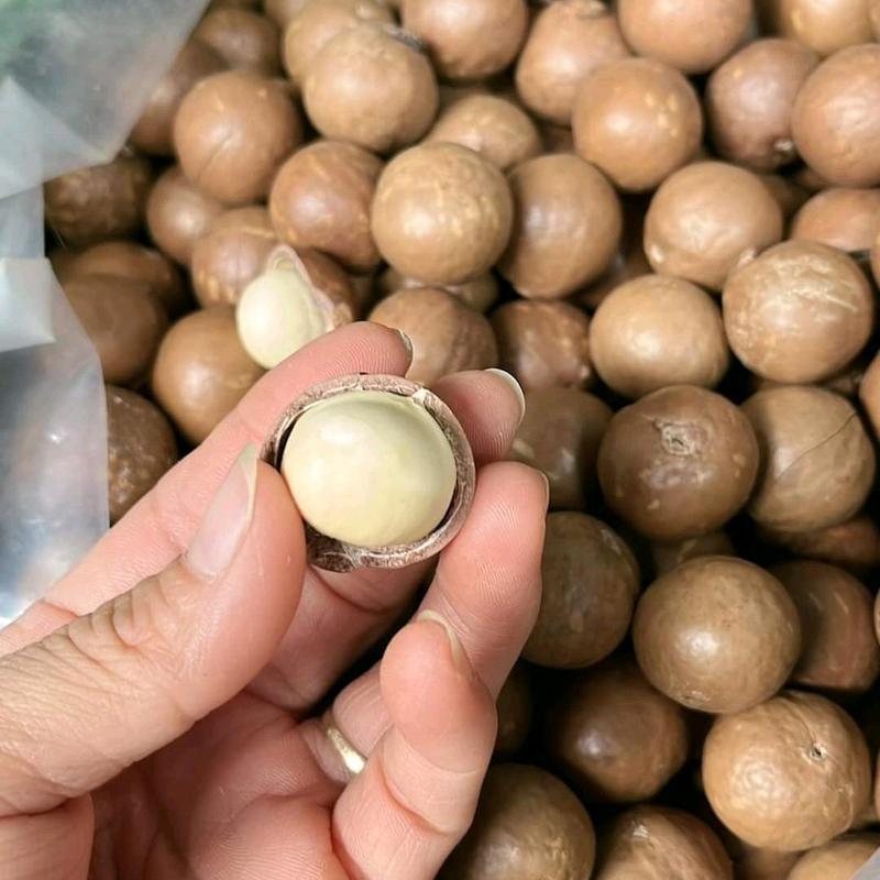 Hạt Mắc Ca Nứt Vỏ Hạt To Cao Cấp - 500g