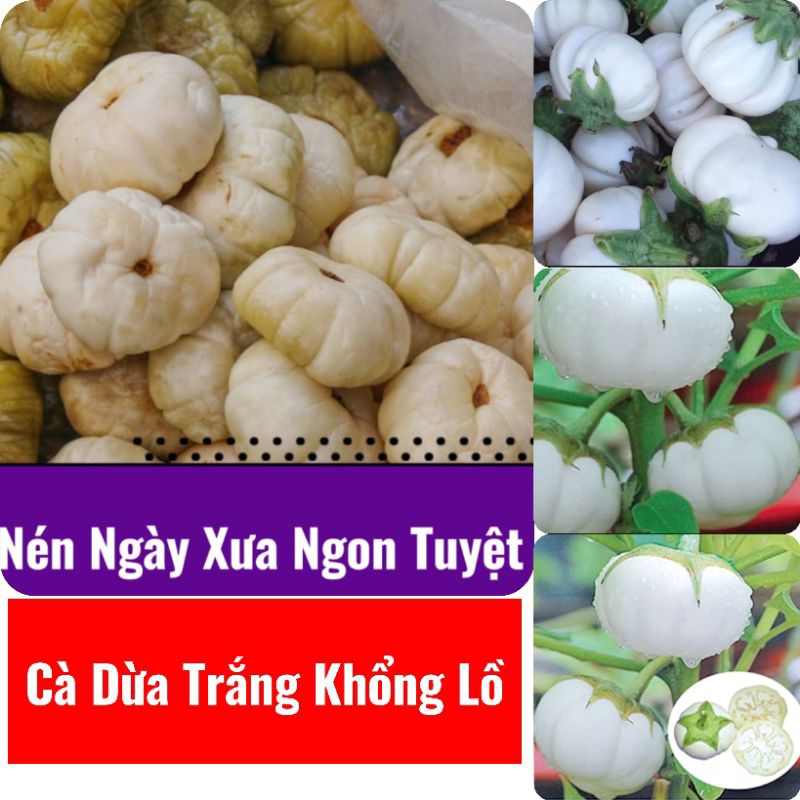 Hạt Giống Cà Trắng Khổng Lồ( Cà Nén Ngày Xưa) Dễ Trồng, Chất Lượng Cao