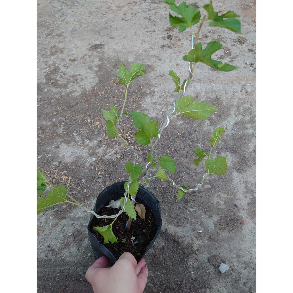 Cây dâu tằm (Bonsai) - chậu cây cảnh để bàn
