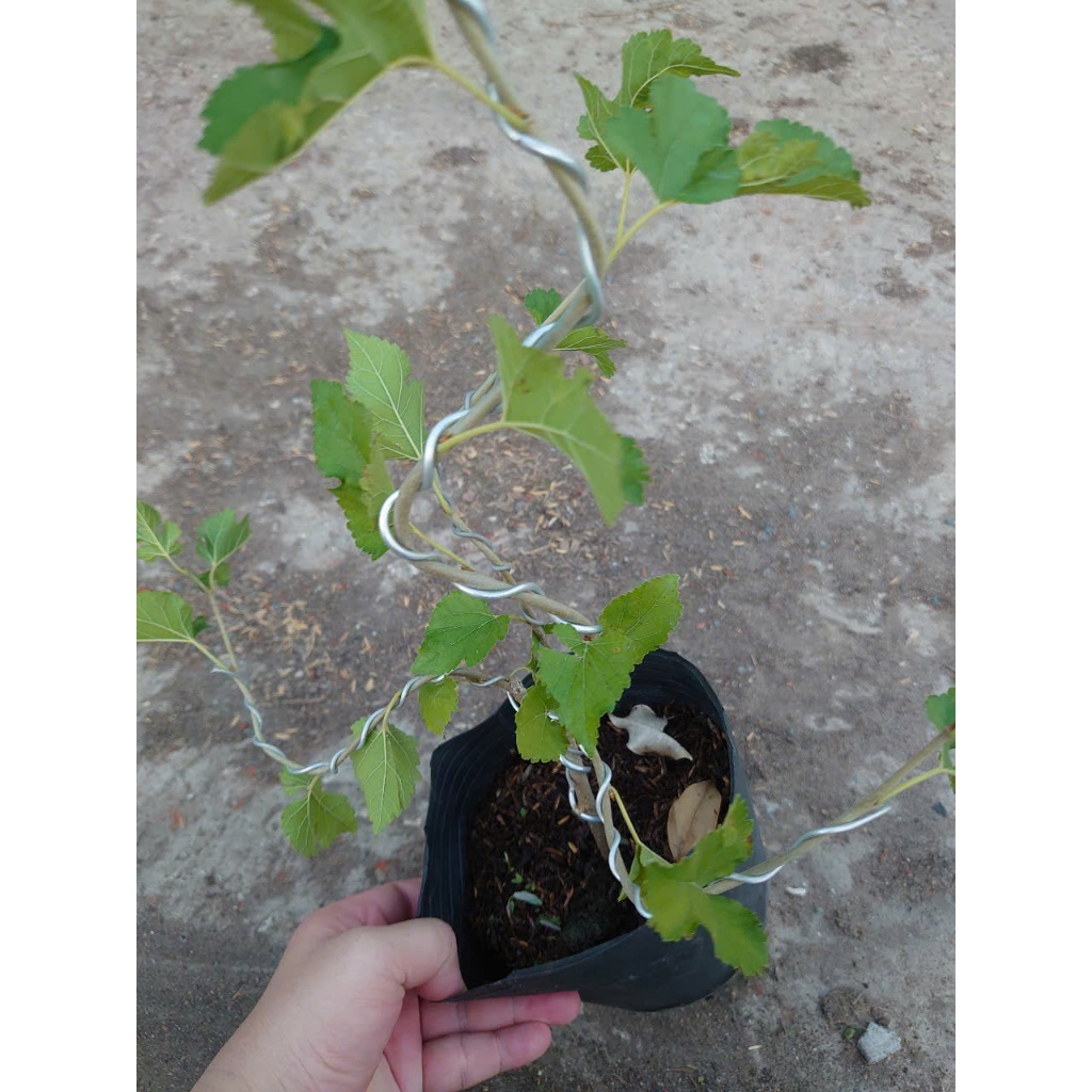Cây dâu tằm (Bonsai) - chậu cây cảnh để bàn