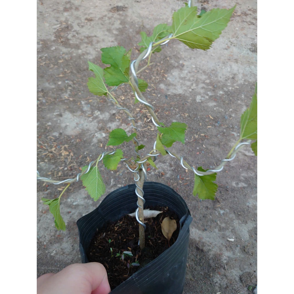 Cây dâu tằm (Bonsai) - chậu cây cảnh để bàn
