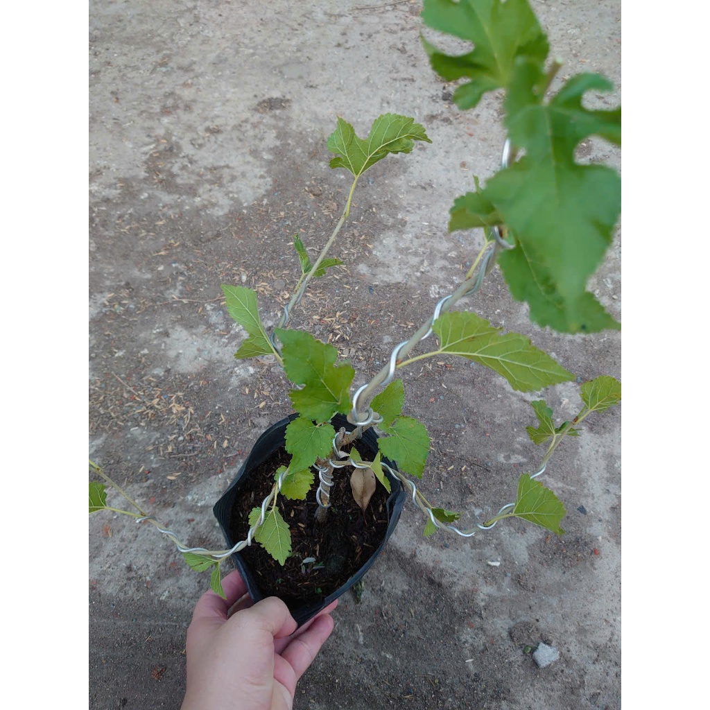 Cây dâu tằm (Bonsai) - chậu cây cảnh để bàn