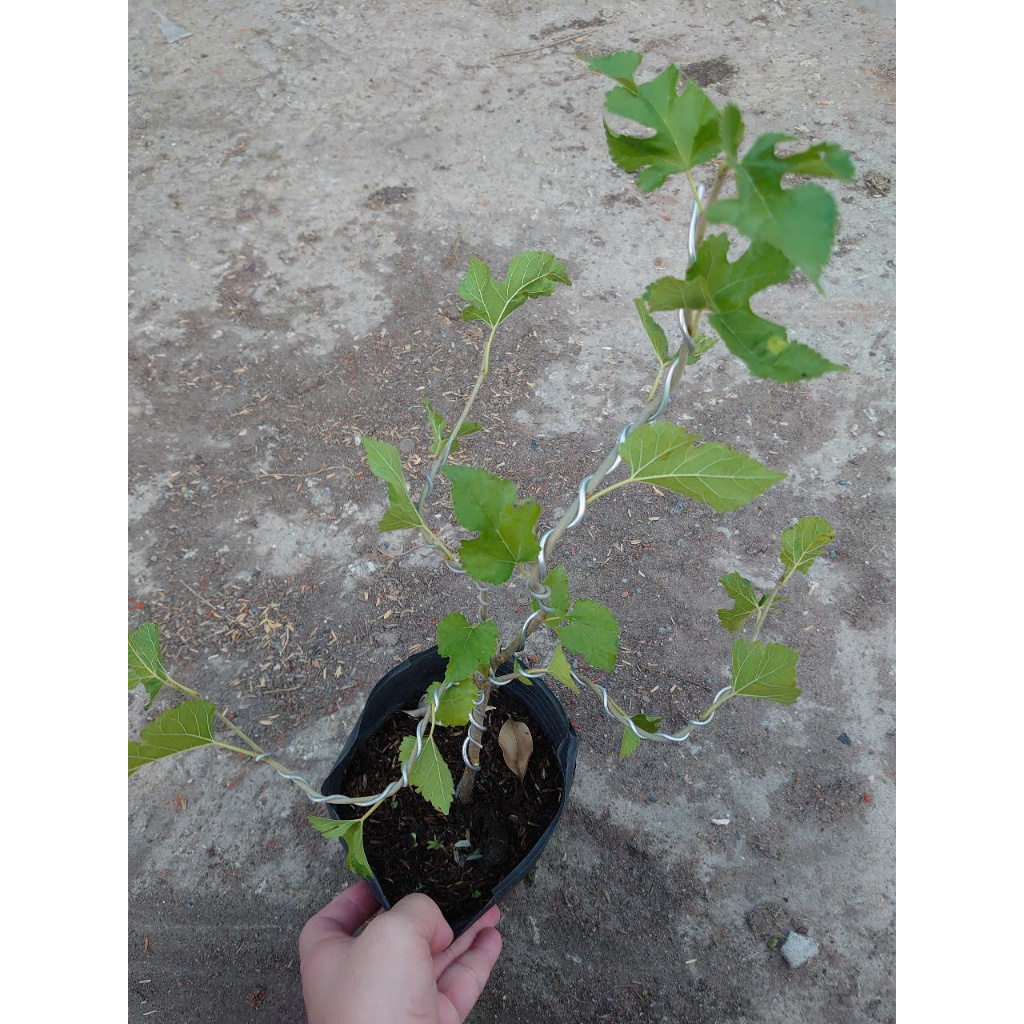 Cây dâu tằm (Bonsai) - chậu cây cảnh để bàn