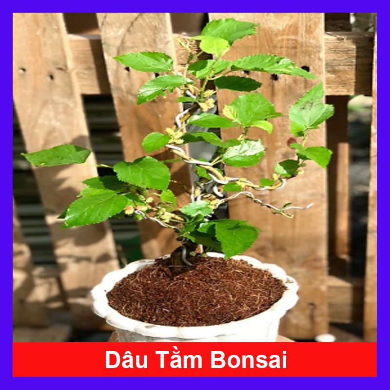 Cây dâu tằm (Bonsai) - chậu cây cảnh để bàn