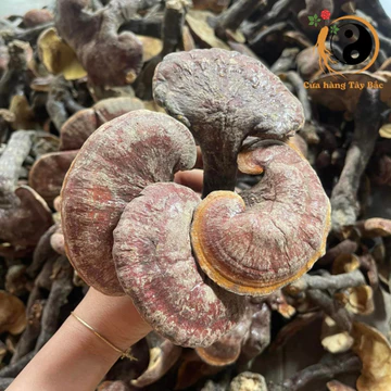 Nấm lim xanh rừng tự nhiên Tây Bắc khô, ngâm rượu (500g 1kg). Dược liệu quý nấm lim xanh, linh chi đỏ, sừng hươu