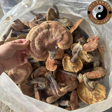 Nấm lim xanh rừng tự nhiên Tây Bắc khô, ngâm rượu (500g 1kg). Dược liệu quý nấm lim xanh, linh chi đỏ, sừng hươu