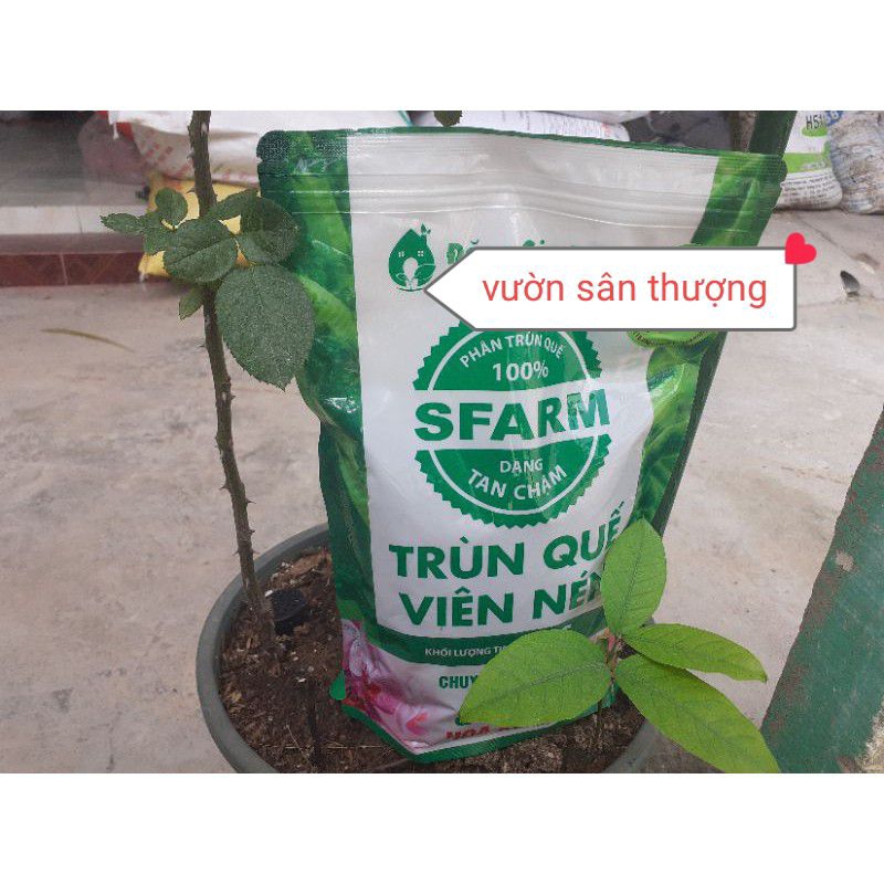 Phân Trùn Quế Viên Nén, Sfarm Đặng Gia Trang Tan Chậm Gói 1 kg Kích Chồi, Tạo Rễ, Hệ Vi Sinh Có Lợi cho Lan, Cây, Hoa