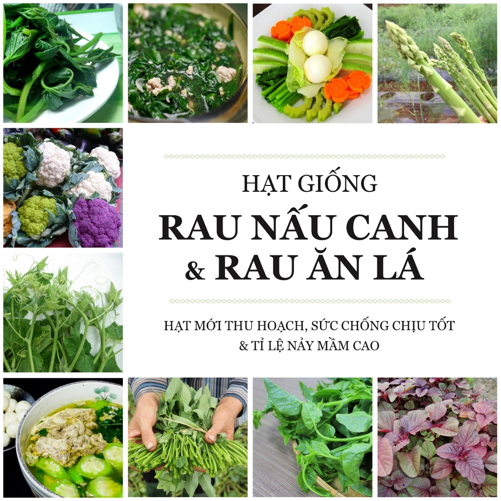 Hạt giống Rau ăn lá - Rau nấu canh, hạt mới, giống khỏe, dễ trồng ...