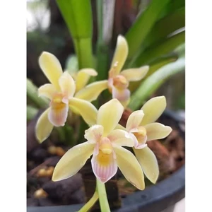 Hoa Lan Kiếm Hoàng Yến,