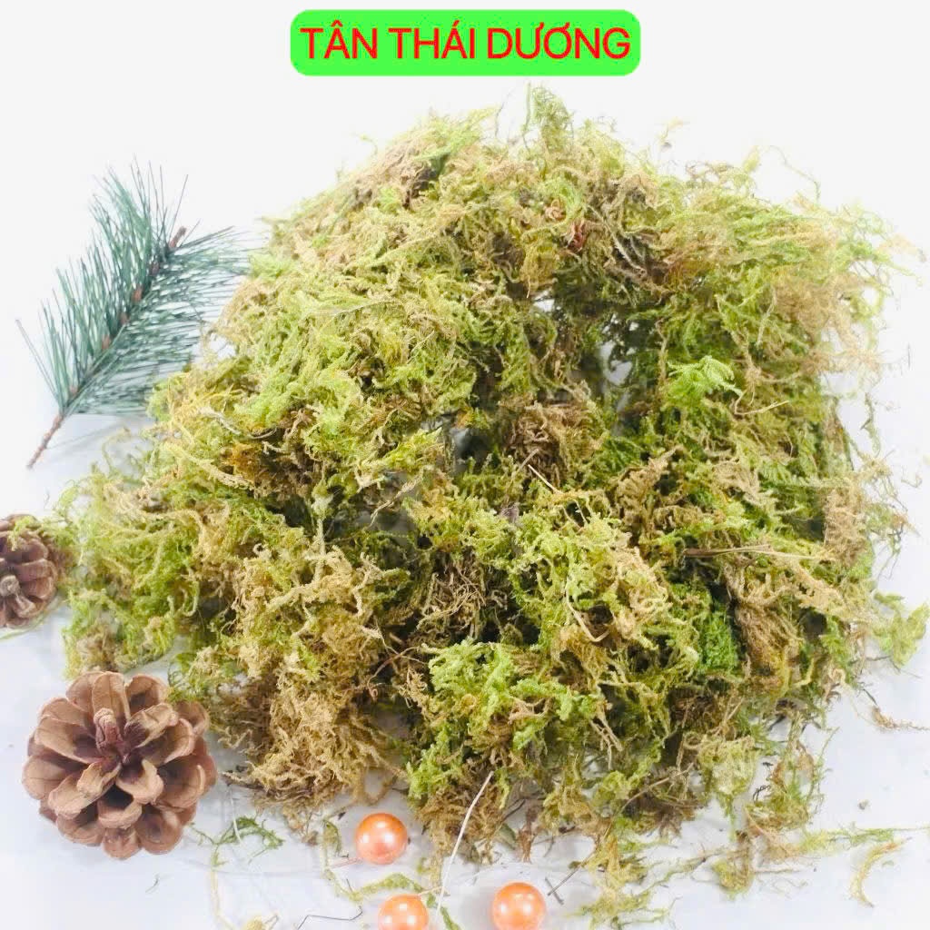 50gr Rêu rừng (Rêu khô) dùng trang trí chậu hoa, tiểu cảnh - Giúp giữ ...