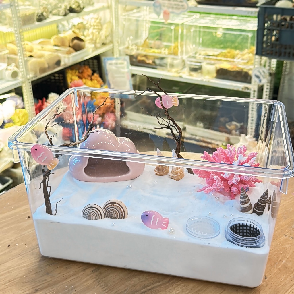 Combo hộp vừa 32cm nuôi ốc mượn hồn, ốc rụt rè, dã tràng, cua ẩn sỉ ...