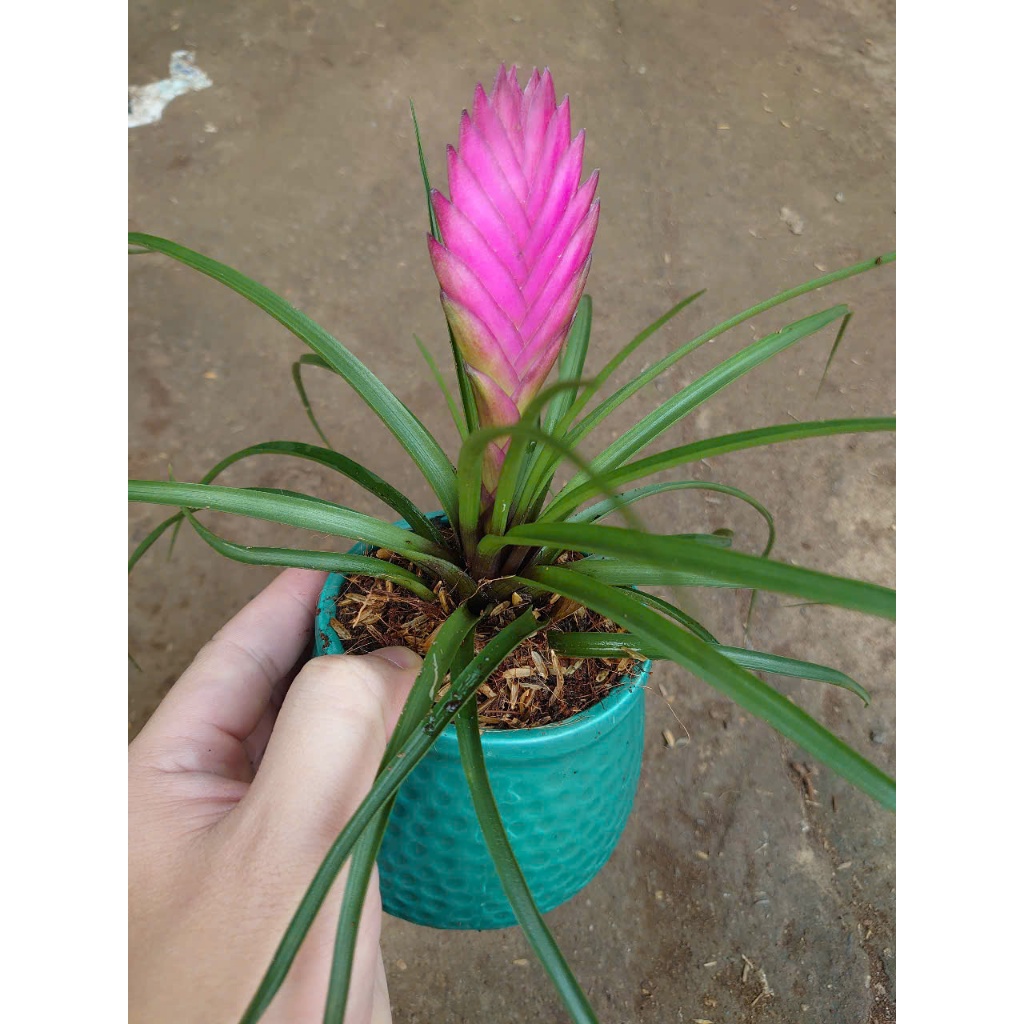 Cây phát tài - thẻ bài hồng - chậu cây cảnh để bàn mang đến tài lộc cho gia chủ