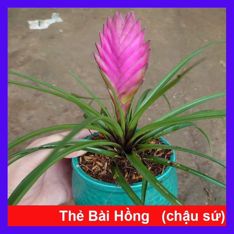 Cây phát tài - thẻ bài hồng - chậu cây cảnh để bàn mang đến tài lộc cho gia chủ