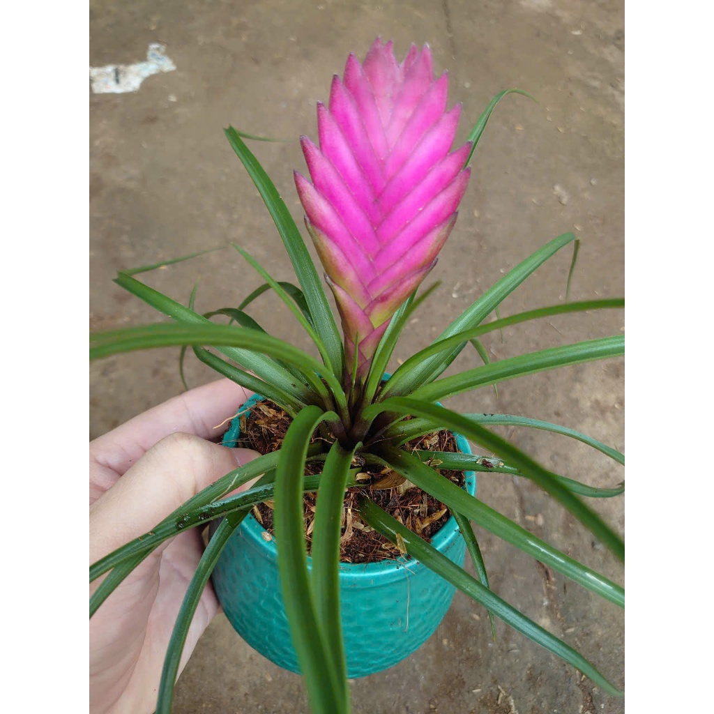 Cây phát tài - thẻ bài hồng - chậu cây cảnh để bàn mang đến tài lộc cho gia chủ