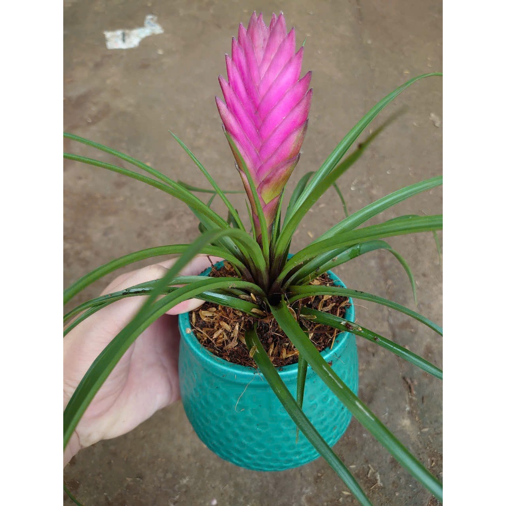 Cây phát tài - thẻ bài hồng - chậu cây cảnh để bàn mang đến tài lộc cho gia chủ