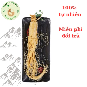 MUA 5 TẶNG 1( 100g/150g/200g/1 củ ) Nhân Sâm Núi Trường Bạch_Nhân Sâm Tươi Nguyên Củ dùng hãm nước, hầm canh bổ dưỡng