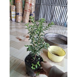 cây ổi sẻ, ổi tàu ổi nhật, ổi lá kim