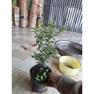 cây ổi sẻ, ổi tàu ổi nhật, ổi lá kim