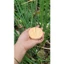 cây ghim bill bằng gỗ.Ghim các loại giấy tờ,hoá đơn.( đế gỗ 7cm,cây ghim dài 10cm)