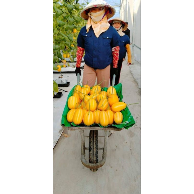Hạt Giống Dưa Lê Hàn Quốc🍀 Hàng Xịn💥 Rất Dễ Trồng Năng Suất Cao