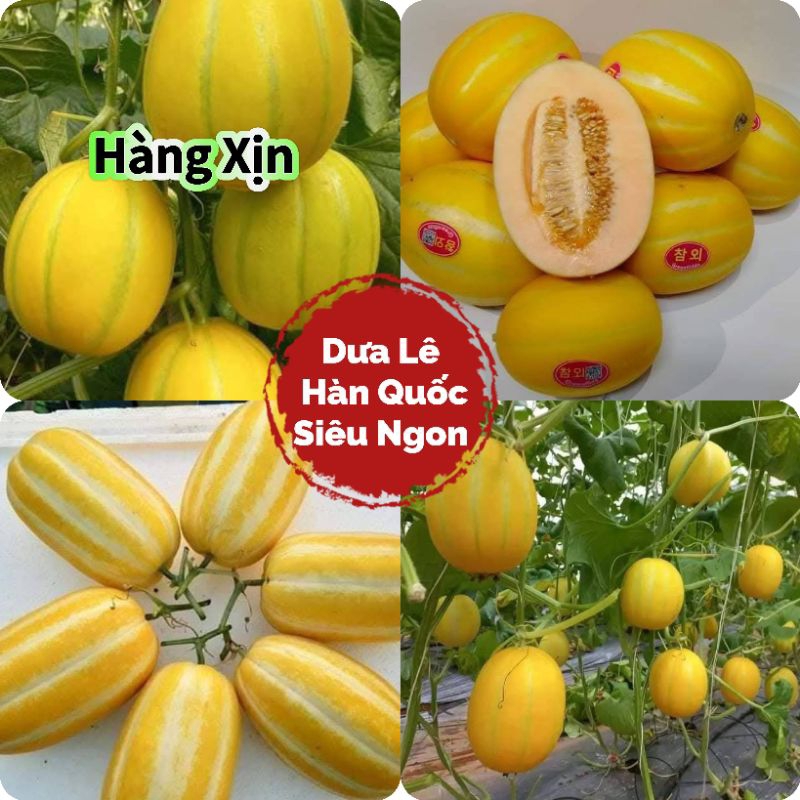Hạt Giống Dưa Lê Hàn Quốc🍀 Hàng Xịn💥 Rất Dễ Trồng Năng Suất Cao