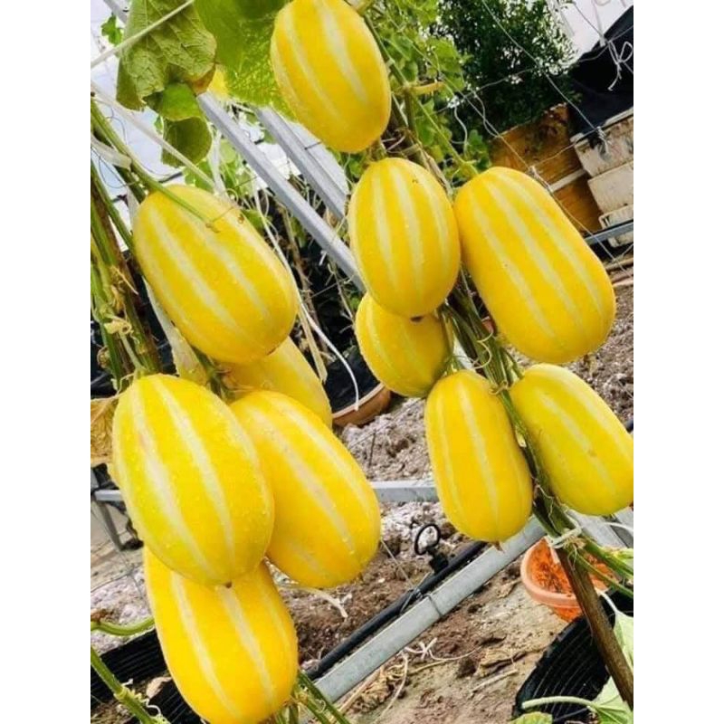 Hạt Giống Dưa Lê Hàn Quốc🍀 Hàng Xịn💥 Rất Dễ Trồng Năng Suất Cao