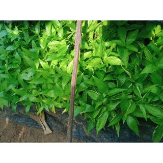 lá cẩm tím đỏ hồng 3 màu. 1 cây 5 cây