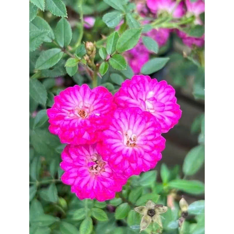 Gốc hoa hồng violet moon rose siêu hoa , siêu nụ (tặng kích rễ khi mua ...