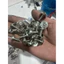 Ốc inox 304 salaya mẫu thái 5ly 6ly lắp dan áo các loại xe máy (giá 5con)