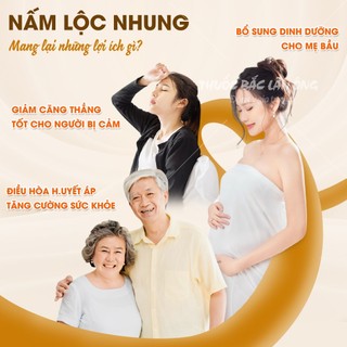 Nấm lộc nhung 100g, nấm nhung hươu rừng, nguyên liệu hầm canh giàu dinh dưỡng, tăng cường sức khỏe