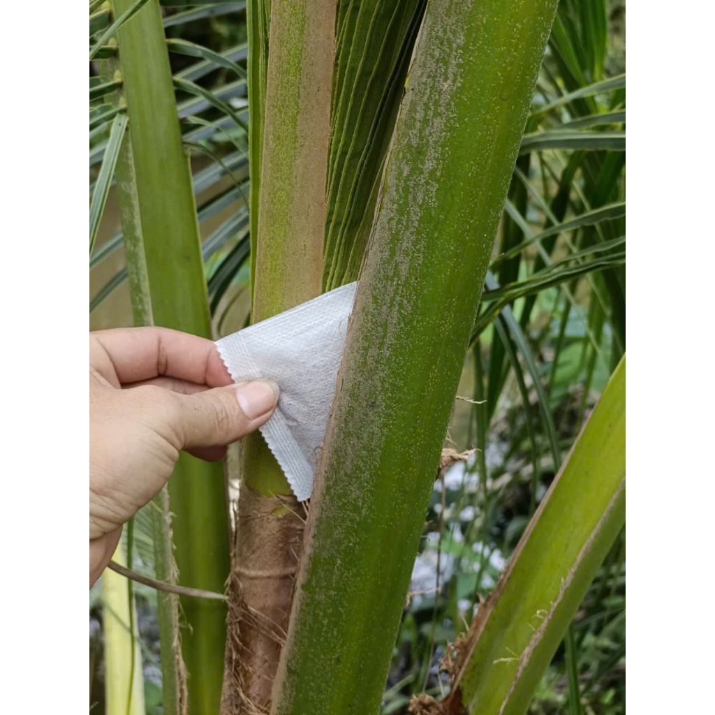 Gói Bù Xè Bỏ Đuông BPMT - Ngăn Ngừa Đuông Dừa và Bù Xè Ủi Đọt Dừa