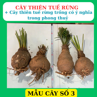 Phôi cây thiên tuế rừng trồng tiểu cảnh, hòn non bộ, san vườn rất dễ sống