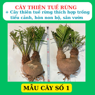 Phôi cây thiên tuế rừng trồng tiểu cảnh, hòn non bộ, san vườn rất dễ sống