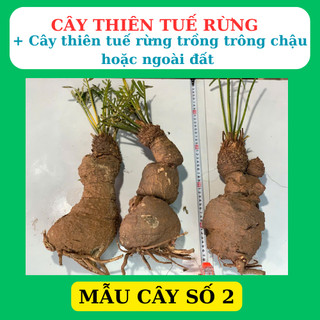 Phôi cây thiên tuế rừng trồng tiểu cảnh, hòn non bộ, san vườn rất dễ sống