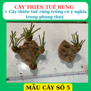 Phôi cây thiên tuế rừng trồng tiểu cảnh, hòn non bộ, san vườn rất dễ sống