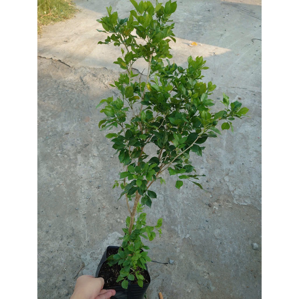 Cây Nguyệt Quế hoa thơm - Cây cảnh sân vườn