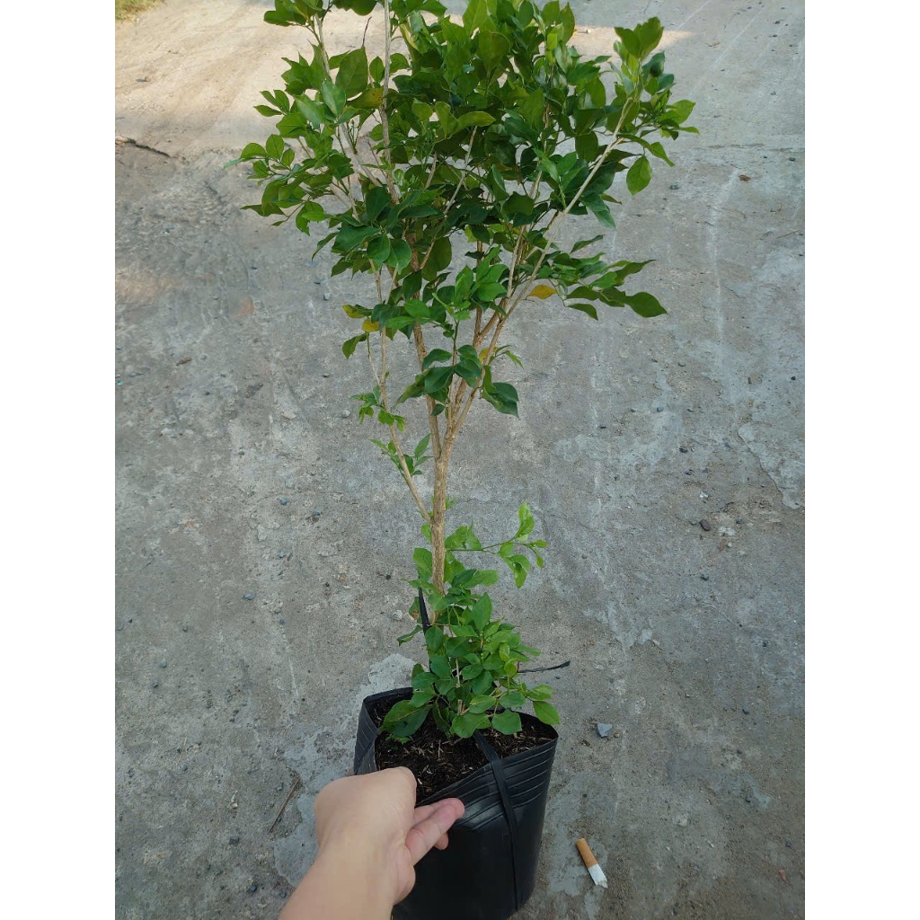 Cây Nguyệt Quế hoa thơm - Cây cảnh sân vườn
