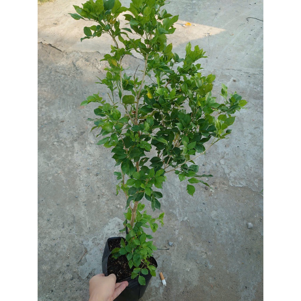 Cây Nguyệt Quế hoa thơm - Cây cảnh sân vườn