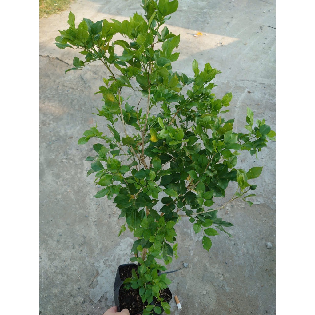 Cây Nguyệt Quế hoa thơm - Cây cảnh sân vườn