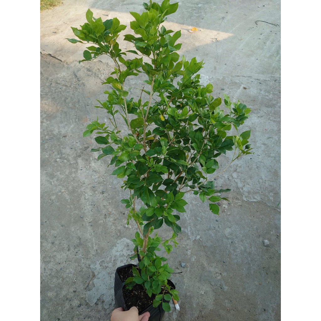 Cây Nguyệt Quế hoa thơm - Cây cảnh sân vườn